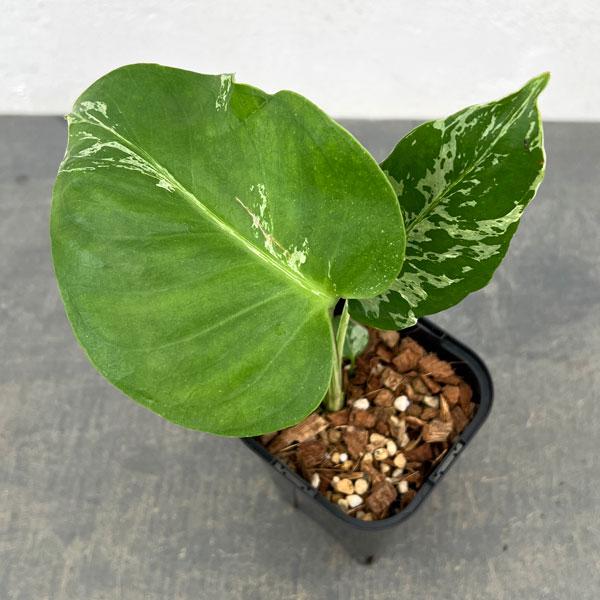 観葉植物 モンステラ デリシオーサ バルバソー 3.5号ポット26-03