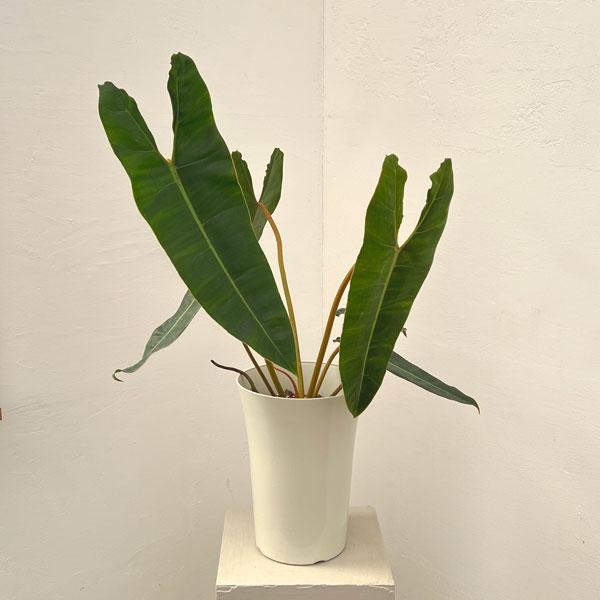 観葉植物 フィロデンドロン ビレッティア 7号鉢植え