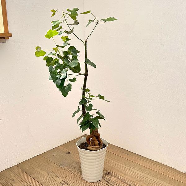 観葉植物 ブラキキトン（ボトルツリー） ポプルネウス（丸葉） 7号26