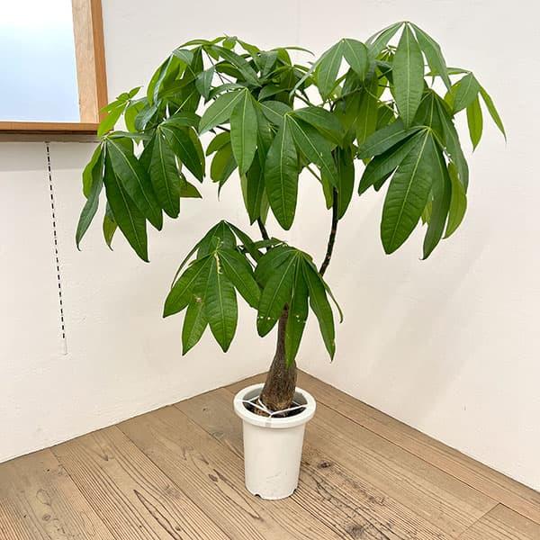 観葉植物 パキラ グラブラ （実生株） 7号26-04 : 園芸ネット - 通販