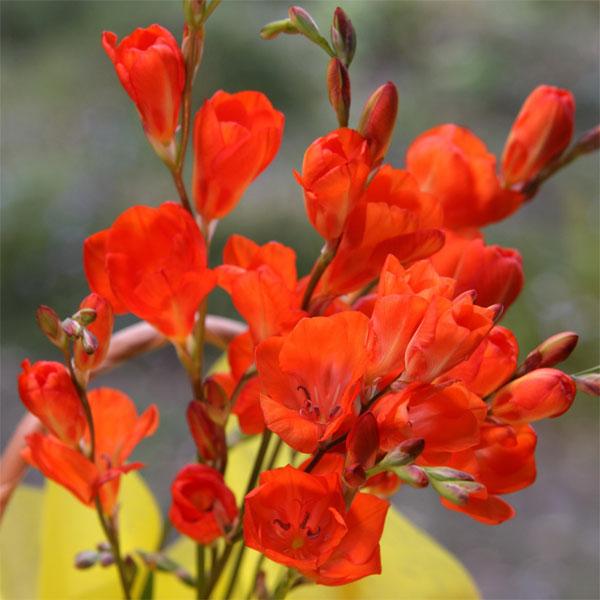 （わけあり特価）トリトニア オレンジ4.5号鉢植え | 