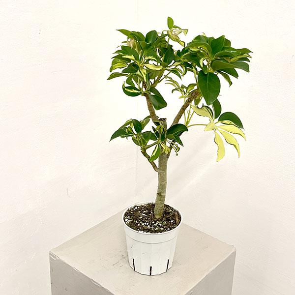 観葉植物 シェフレラ グランディ バリエガータ（朴仕立て） 3.5号ポット | 