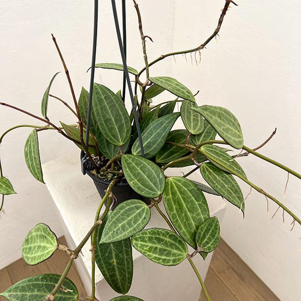 観葉植物 ホヤ マクロフィラグリーン 4号吊り鉢 | 