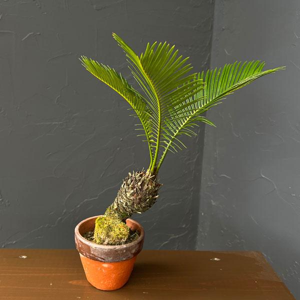観葉植物 ソテツ（蘇鉄）4号陶器鉢26-01 : 園芸ネット - 通販 - Yahoo