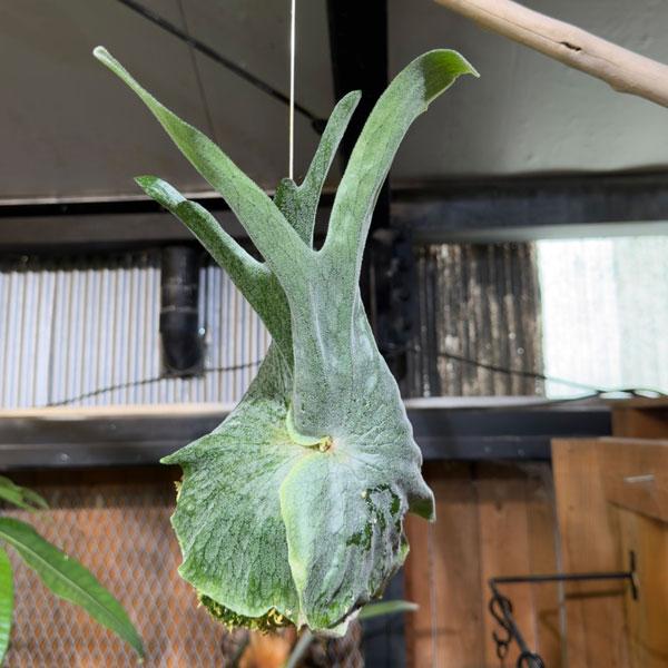 観葉植物 ビカクシダ（コウモリラン） グランデ コケ玉仕立て : 園芸