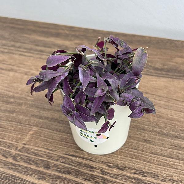 パープルブライダルベール　観葉植物　トラディスカンティア　ブライダルベール 観葉植物 トラディスカンチア パープルブライダルベール2.5号鉢入り