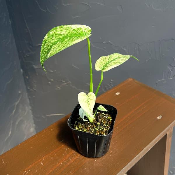 観葉植物 モンステラ デリシオーサ ミント 2.5号