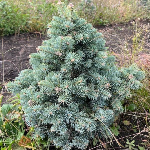 2本セット ホプシー コニカ ガーデニング プンゲンストウヒ 庭木