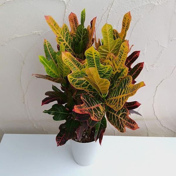 629円 爆売り 観葉植物 クロトン エクセレント6号鉢植え