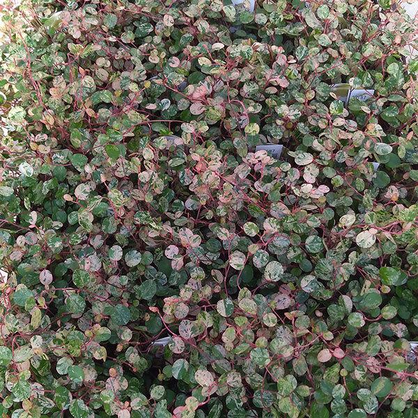 観葉植物 ワイヤープランツ スポットライト 斑入葉 3号ポット苗 園芸ネット 通販 Yahoo ショッピング