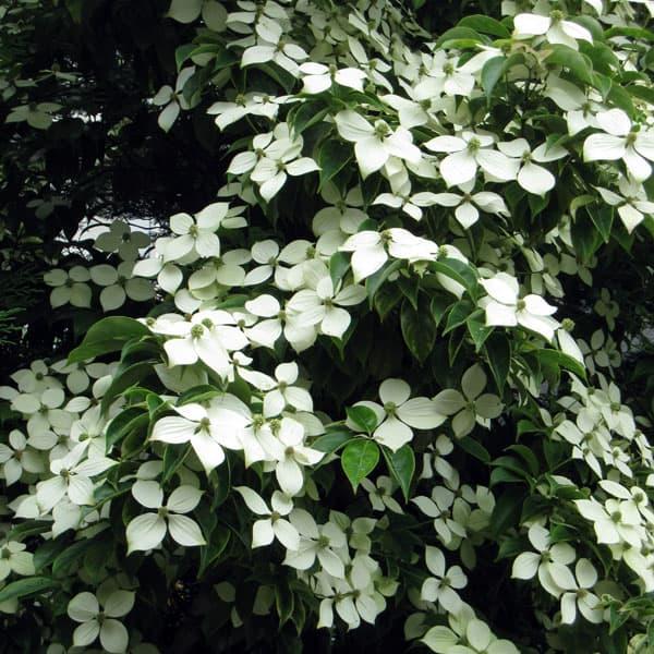 花木 庭木の苗/常緑ヤマボウシ：ホンコンエンシス月光6号ポット