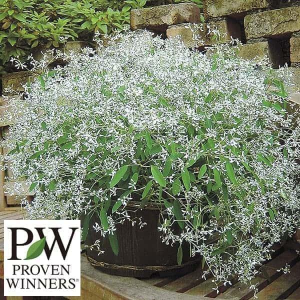 22 新作 草花の苗 ユーフォルビア ダイアモンドフロスト3号ポット