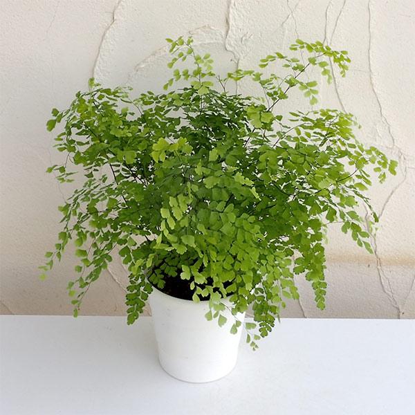 訳あり商品 観葉植物 アジアンタム フラグランス5号鉢植え