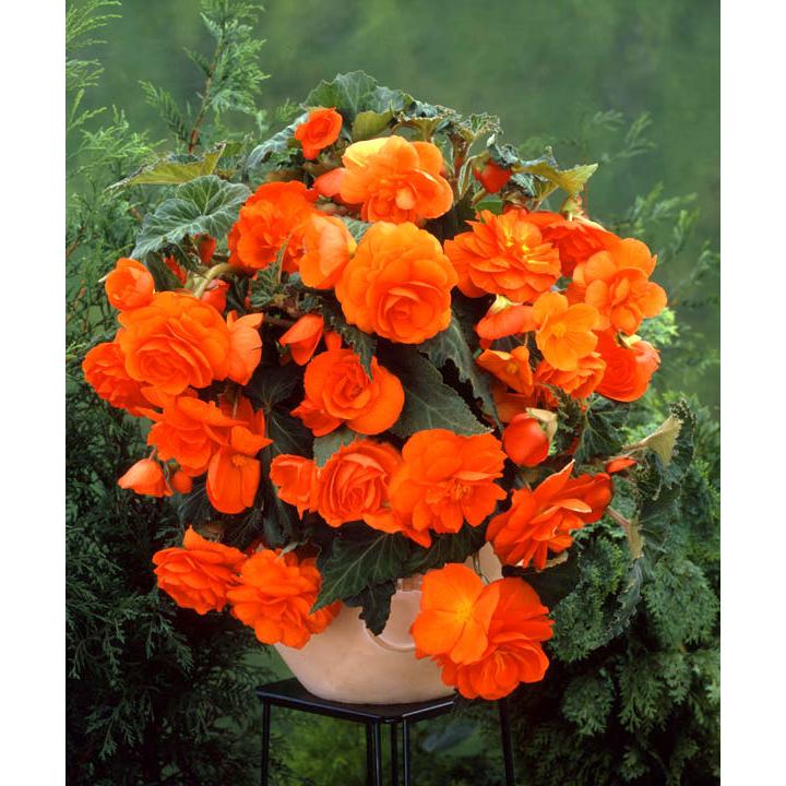 現品限り一斉値下げ 球根 球根ベゴニア八重咲き オレンジシェード2球入り Wantannas Go Id