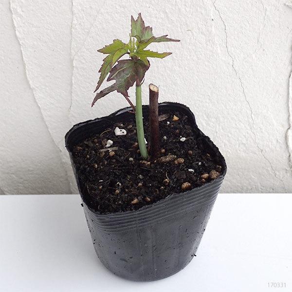 超歓迎された 花木 庭木の苗 モミジアオイ赤花3 5号ポット Whitesforracialequity Org