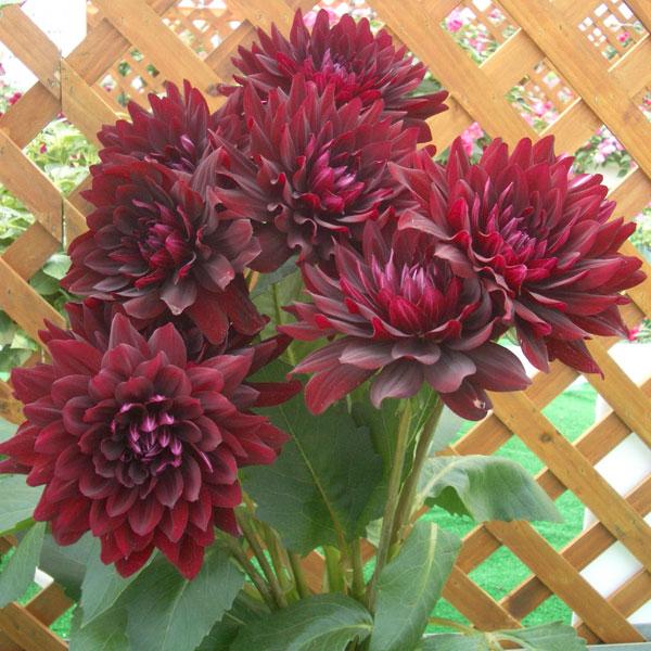 草花の苗 ダリア 中大輪 黒蝶 コクチョウ 3 5号ポット ワンピなど最旬ア