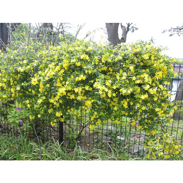 長尺つるもの カロライナジャスミン5号長さ約1 5m 園芸ネット 通販 Yahoo ショッピング