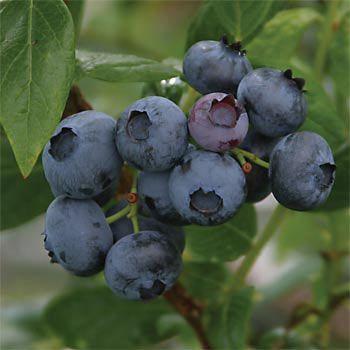 果樹の苗 ブルーベリー 大実ハイブッシュ系 デューク5号ポット 園芸ネット 通販 Yahoo ショッピング