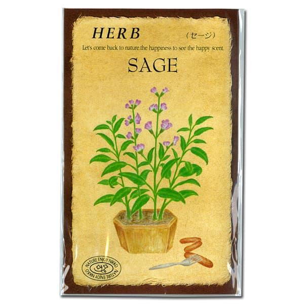 セージ ハーブのタネ Divinelydolce Com
