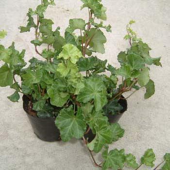 草花の苗 ヘデラ アイビー パーサリークレステッド3号ポット 園芸ネット 通販 Yahoo ショッピング