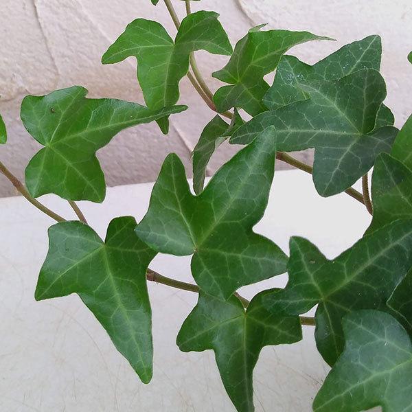 Seasonal Wrap入荷 草花の苗 ヘデラ ヘリックス アイビー 緑葉 ピッツバーグ3号ポット2株セット Globescoffers Com