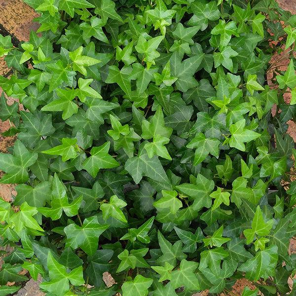 Seasonal Wrap入荷 草花の苗 ヘデラ ヘリックス アイビー 緑葉 ピッツバーグ3号ポット2株セット Globescoffers Com