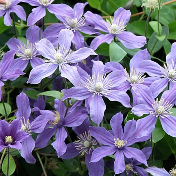 クレマチスの苗/クレマチス：アラベラ4.5号ポット(インテグリフォリア系)｜engei