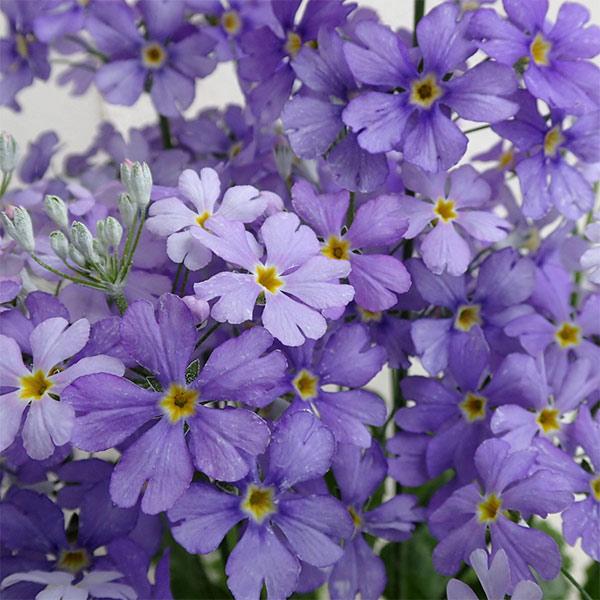草花の苗 プリムラ マラコイデス 湖畔の夢 3.5号ポット | 