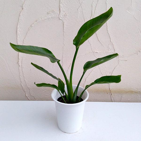 観葉植物 ストレリチア オーガスタ4号鉢入り : 園芸ネット - 通販