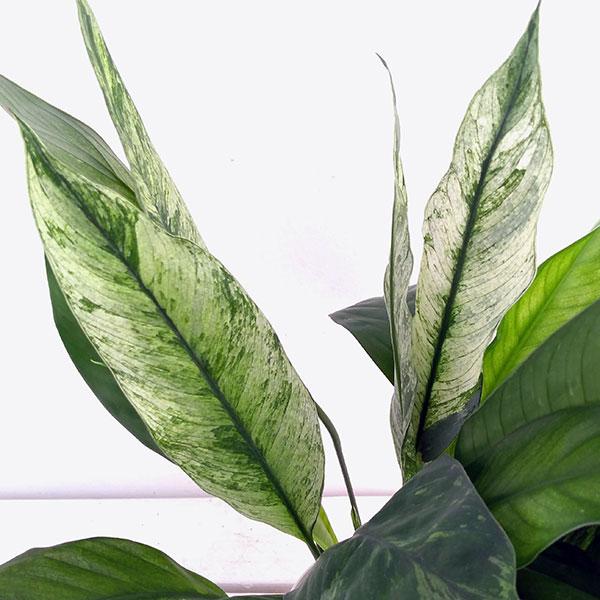人気上昇中 観葉植物 スパティフィラム ワリシー バリエガータ 斑入り 3 5号 Wantannas Go Id