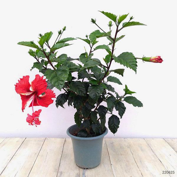 ハイビスカス レッドフラミンゴ5号鉢植え 新品入荷