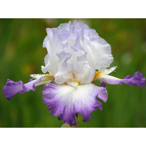 草花の苗 ジャーマンアイリス コンジュレーション3.5号ポット | 