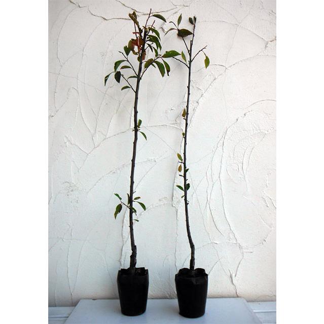 すべてのカタログ オリジナル プラム 種 発芽