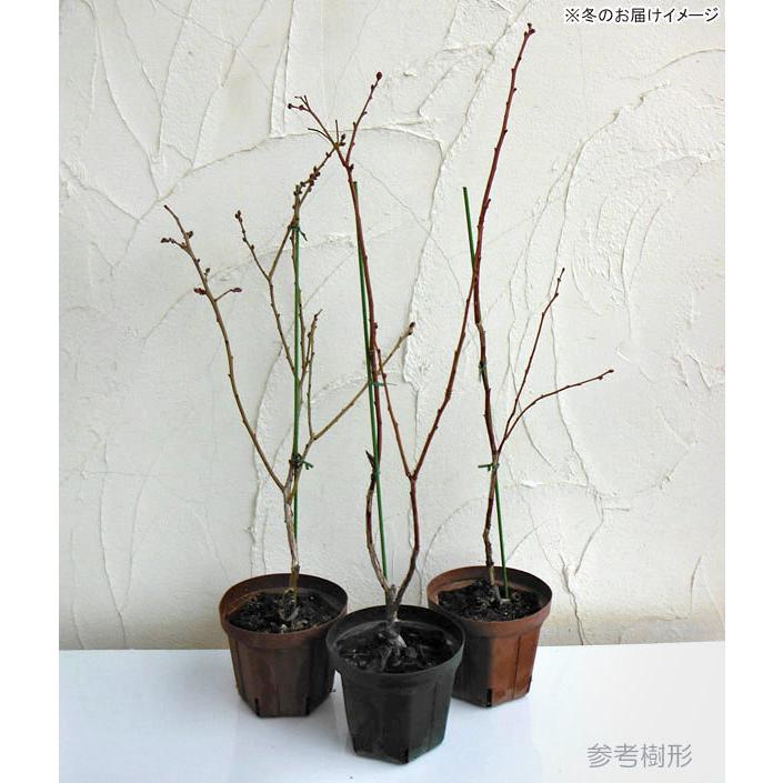 果樹の苗 ブルーベリー ハイブッシュ系 バークレイ5号ポット 456 園芸ネット 通販 Yahoo ショッピング