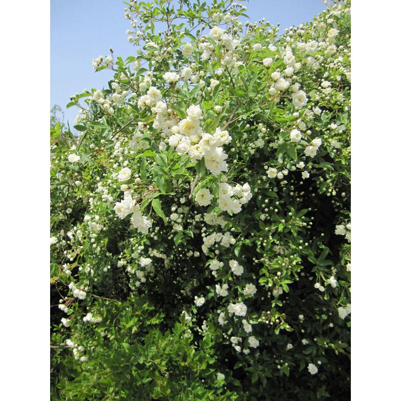 バラの苗 モッコウバラ 黄花 白花八重3 3 5号ポット2株セット 園芸ネット 通販 Yahoo ショッピング