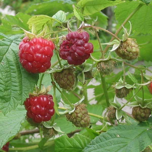 果樹の苗 木いちご（キイチゴ） ラズベリー インディアンサマー4〜5号ポット | 