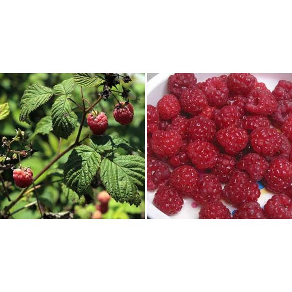 果樹の苗 木いちご キイチゴ ラズベリー インディアンサマー4 5号ポット 463 園芸ネット 通販 Yahoo ショッピング