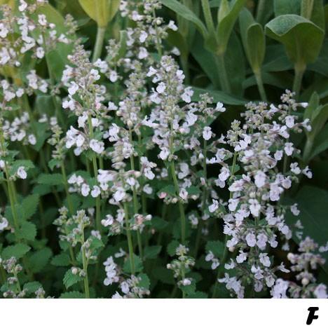 タイムセール 草花の苗 キャットミント ネペタ ピンクキャンディー3 3 5号ポット2株セット Wantannas Go Id