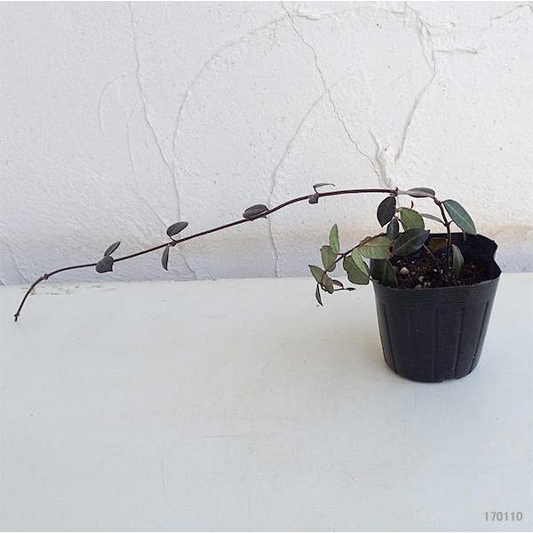 正規逆輸入品 草花の苗 テイカカズラ 桃花3号ポット2株セット Fumikoshibata Com