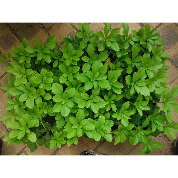 フッキソウ3号ポット24株セット 一平米分 送料無料 460 園芸ネット 通販 Yahoo ショッピング