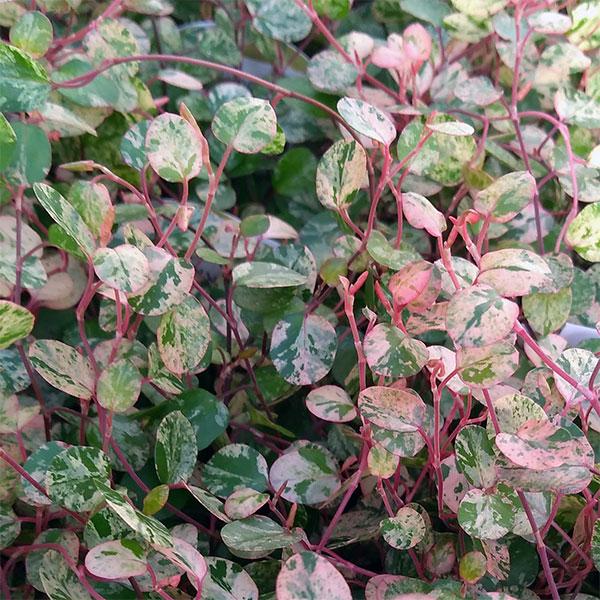 観葉植物 ワイヤープランツ 斑入葉 スポットライト3号ポット2株セット 園芸ネット 通販 Yahoo ショッピング