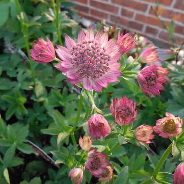 草花の苗/アストランティア：ローマ3.5号ポット の商品画像