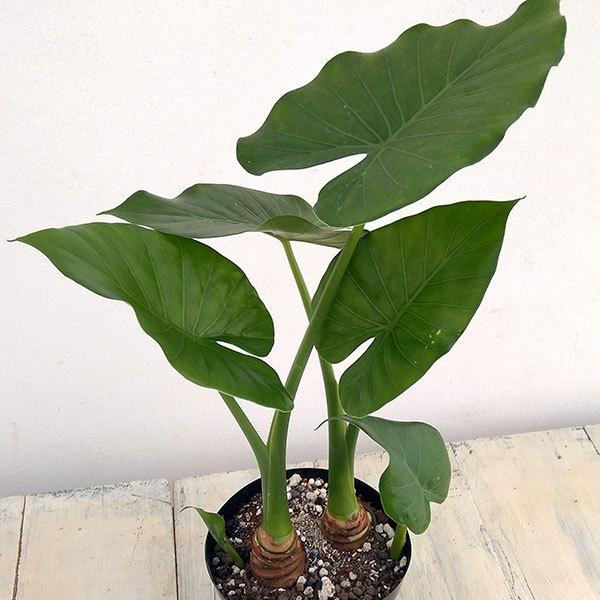 超人気 観葉植物 クワズイモ 3 5号