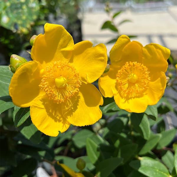 花木 庭木の苗 ヒペリカム ヒデコート3 5号ポット Phloeme Eco