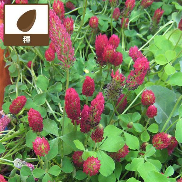 日本未発売 春まき 有効期限22年09月 秋まき クリムソンクローバーの種500g タネ 緑肥 牧草