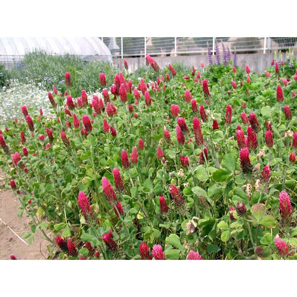 クリムソンクローバーの種500g タネ 秋まき 春まき 園芸ネット 通販 Yahoo ショッピング