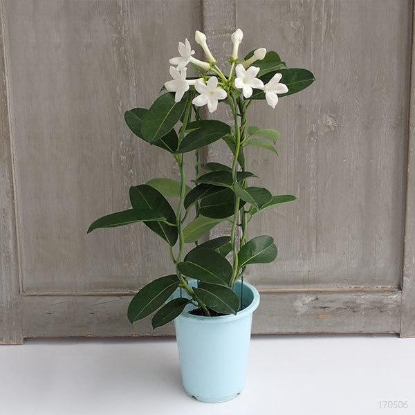 オンラインショップ マダガスカル ジャスミン4号鉢植え 春の新作続々
