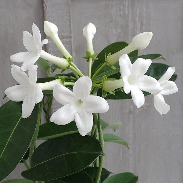 オンラインショップ マダガスカル ジャスミン4号鉢植え 春の新作続々