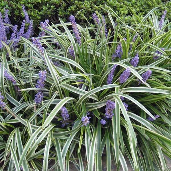 草花の苗 ヤブラン リリオペ 斑入りヤブラン3 5号ポット6株セット