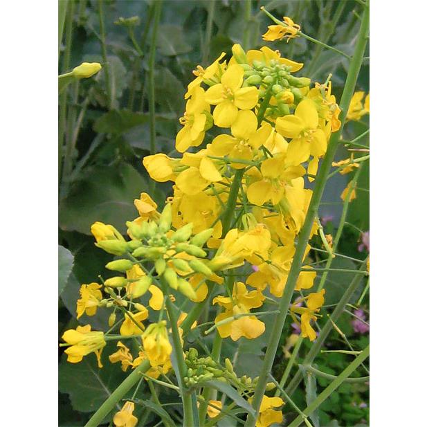 菜の花 種の商品一覧 通販 Yahoo ショッピング